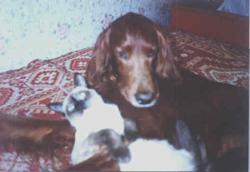 Dog with a cat